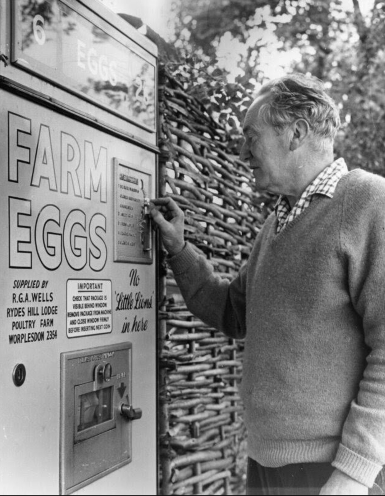 Fresh farm eggs vendor